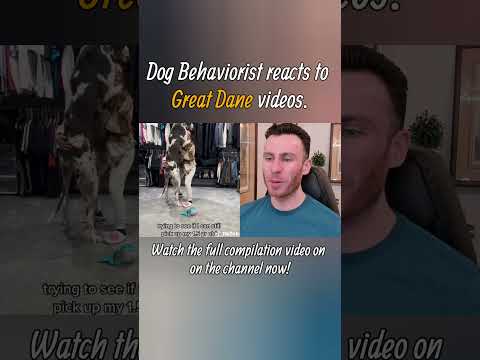 Dog trainer reacts to Great Dane videos part 2. #greatdane #shorts #dogtraining