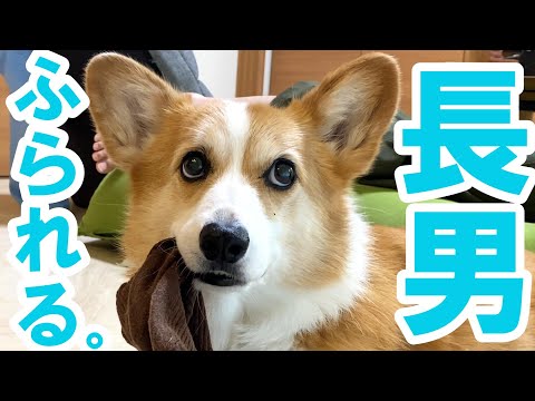 普段は大好きな長男を無視して、格付けNo,2の父に甘えるコーギー犬【格付け変動？！】