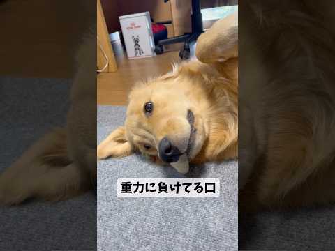 かわいいゴールデンレトリバーの癒し動画 サムネイル
