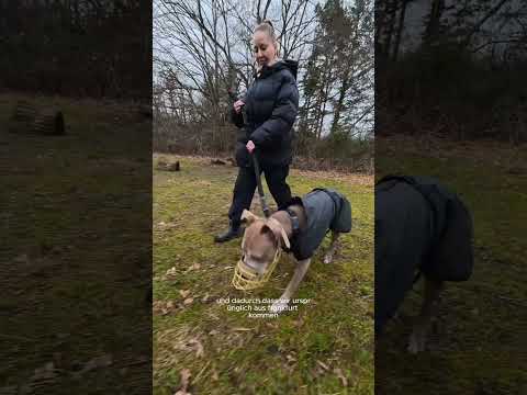 Warum trägt Amalia Maulkorb trotz Maulkorb-Befreiung?