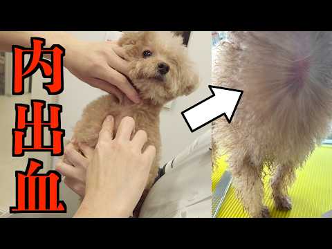 愛犬の首にいつの間にか大きな『内出血』が…慌てて病院へ行ってきました