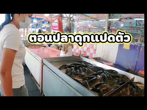 ตอนปล่อยปลาดุกแปดตัว ตอนปล่อยปลาดุกแปดตัว