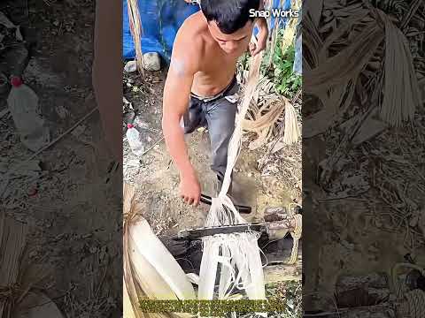 열대 식물 껍질을 톱날에 넣고 힘껏 당기는 <strong>이유</strong> #worker #<strong>process</strong> #rope #nature #rawmaterials