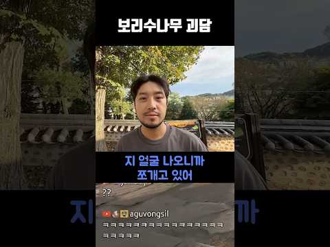 보리수나무 괴담