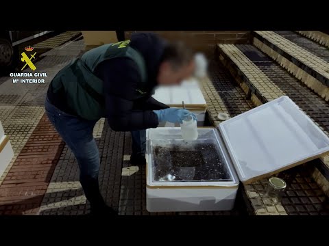 Detenido en Guadalajara por comerciar ilegalmente con 170 kilos de angulas vivas