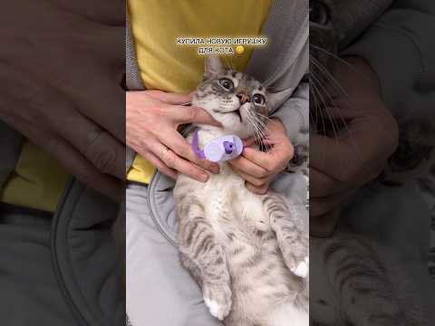 Коту очень понравилось! 😄 #мимика #эмилияартамонова #mimika #cat #cats #обзор #vlog