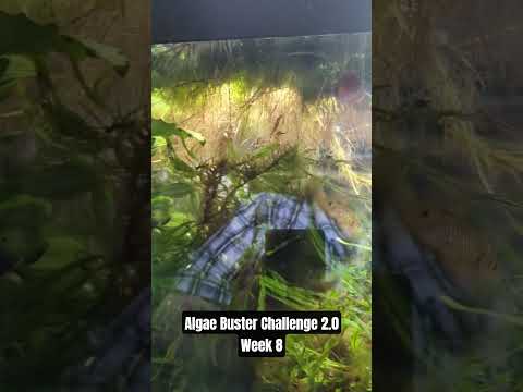 Algae Buster Challenge 2.0 Week 9 