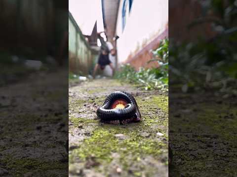 How can something with a thousand legs be this adorable?#shortsvideo#millipede