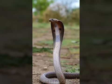 Peacock vs KING Cobra 🐍 Amazing Fight 😱#shorts#snake