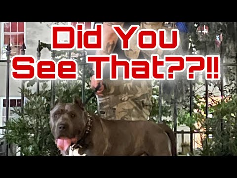 Floki Goes Ghost Hunting!!👻👻