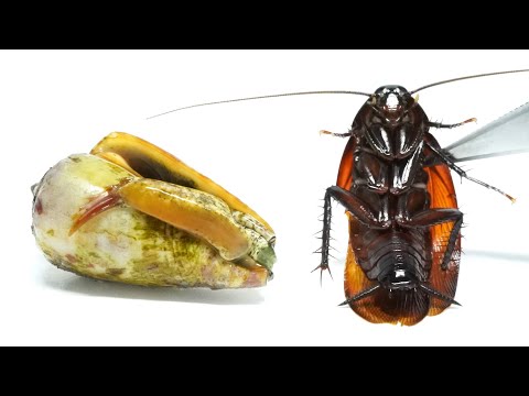 ナイフを振り回す「チャンバラ貝」にゴキブリを切らせると…ヤバすぎた