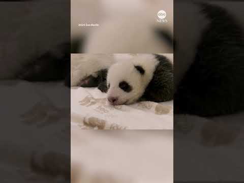 Panda cubs open their eyes for the first time