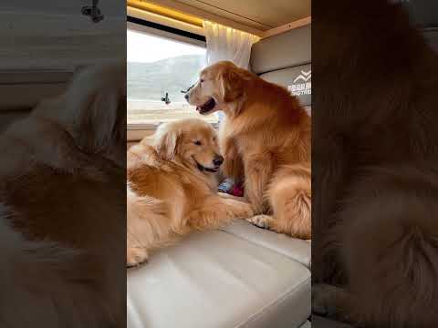 世界很大，想帶路虎去看看♥#金毛路虎