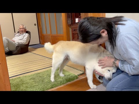 【一週間振りに母との再会】寂しかった分、存分に大好きを伝える柴犬