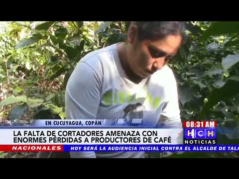 Preocupados por falta de cortadores, productores de café en Cucuyagua, Copán