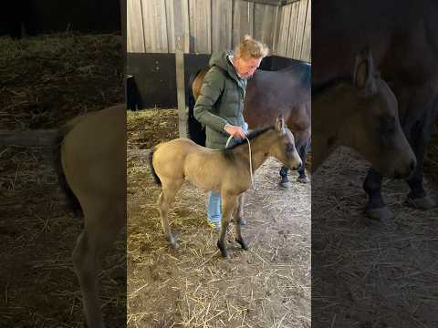 First time Colibri backing up♥️⭐️ She was incredible  #foaltraining #horsetraining