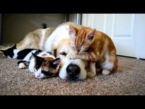Video 34: CUTENESS OVERLOAD!! A dog sleeping with his KITTENS