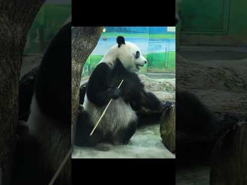 圓寶の愛らしい竹齧りと保育員とのふれあい動画 サムネイル