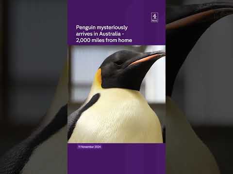 Penguin found 2,000 miles from home