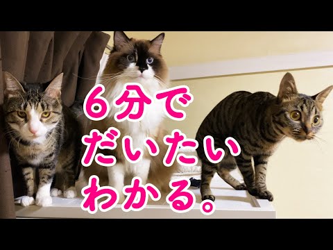 ねことまひるの最新動画 Youtubeランキング