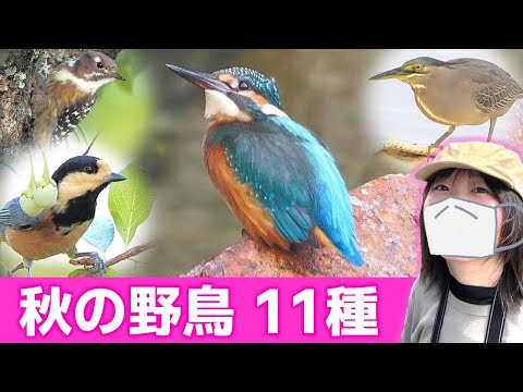 秋は鳥がいっぱい♪【野鳥撮影vlog】