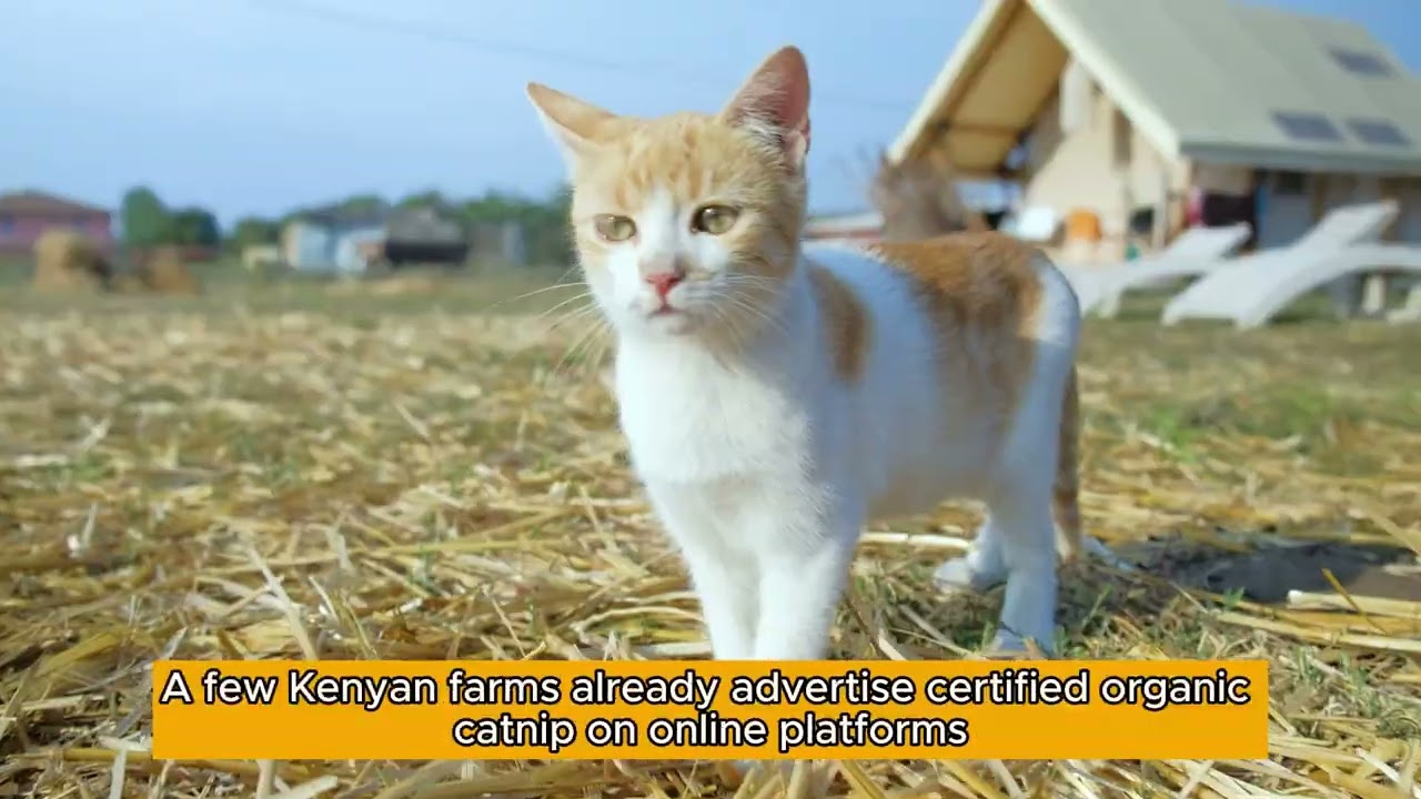 Eggplant Farming In Kenya How To Cultivate Farmers Trend