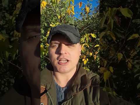 Заговорила осінь нині...