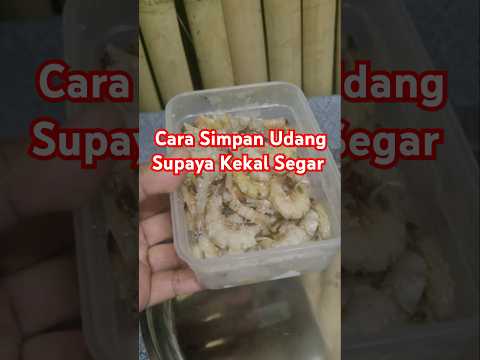 CaraSimpanUdangDalamFreeze