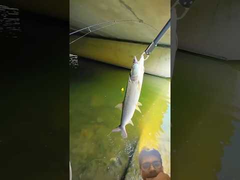 Fishing #fishing #shortsfeed #trending #viral #shortsviral #cartoon #viralvideo #funny