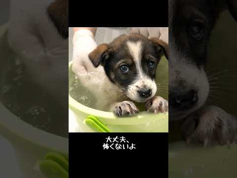 野犬の子犬を保護しました #子犬 #野犬 #puppy