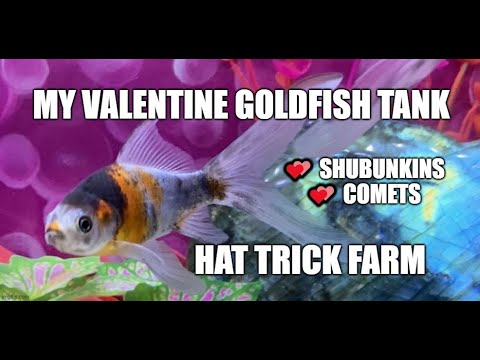 💖 MY VALENTINE GOLDFISH TANK 💖 | 💖SHUBUNK Hi everyone this is a video showing off a Valentine display tank. Featuring Shubunkin and Comet gold