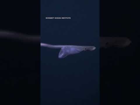 Rare deep-sea creature with engorged belly spotted by remote-operated submarine