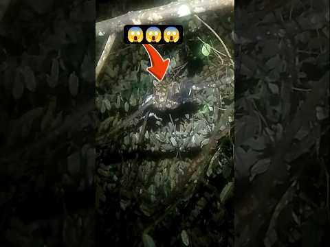 🐍 Sa taas ng puno ng durian, kaninang 3 AM, may malaking ahas na umatake sa dalawang manok! 😱😭#snake