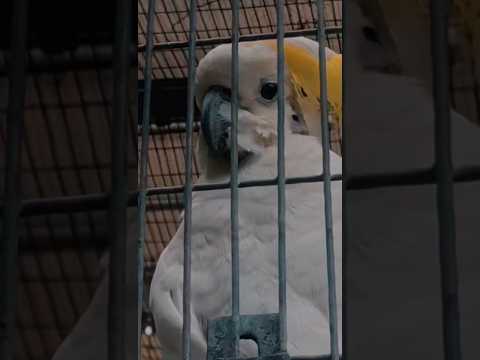 Cockatoo Pulls Off Epic Escape From Zoo
