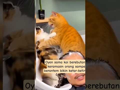 Oyen sama koi berebutan keramasin orang sampe berantem bikin ketar-ketir