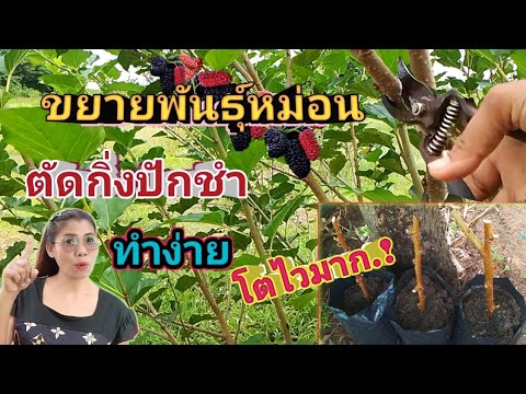 วิธีขยายพันธุ์มัลเบอร์รี่ตัดก