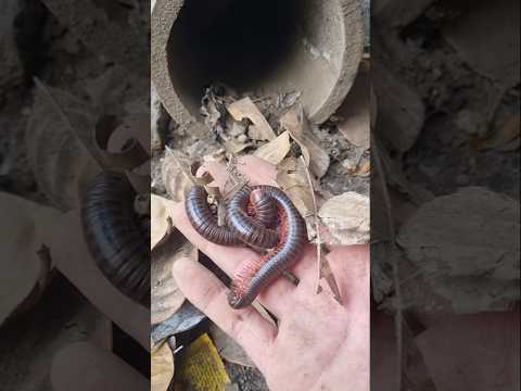 looking for unique animals in the wild, and this time we got millipedes #millipede