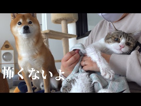猫の悲鳴に優しく寄り添う柴犬の心温まる瞬間 サムネイル