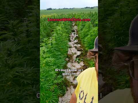 My worthless <strong>Hemp</strong> field 🤦‍♂️