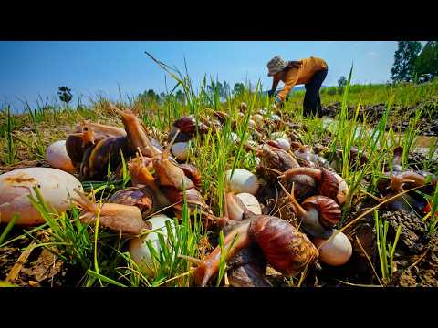 Giant Snail Harvest: Collecting Thousands of Eggs in the Rice field
