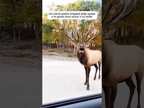 Un ciervo padre enojado pide ayudar para salvar a su cría #wildlife #wildliferescue #animals