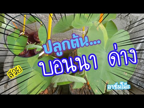 ปลุกบอนนาด่าง-ครั้งแรกในชีวิต ปลุกบอนนาด่าง-ครั้งแรกในชีวิต