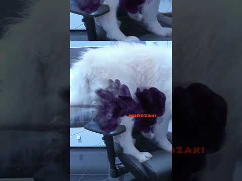 Dog pee and jumps on a gaming chair | #martybomaye on #Twitch