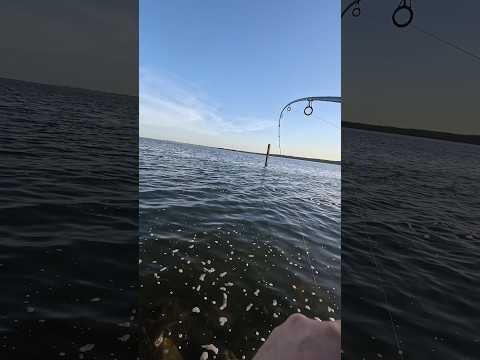 Mangrove Snapper Fishing #miami #fishing #outdoors