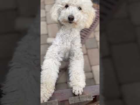 cute dog🐕innocent #dogs#animals#shorts#viral#dog#dogshorts