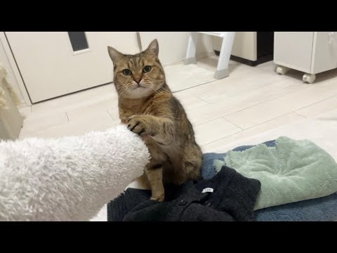 ママが洗濯物を畳んでいると必ず上に乗って邪魔する妨害猫