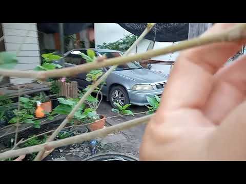 วิธีทำให้ต้นมัลเบอร์รี่ออกลูก- วิธีทำให้ต้นมัลเบอร์รี่ออกลูก-