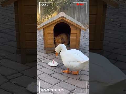 They Made Peace! (Or Did They?) 🎂 Exploding Cake Prank! 🤝💔💥