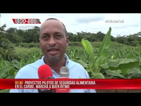 Proyectos pilotos de seguridad alimentaria en el Caribe marchan a buen ritmo – Nicaragua