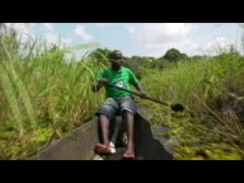Invasive plant choking Cameroon lake and fishermen's incomes
